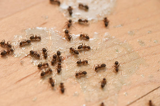 Best Ant Control Services  in Frisco City, AL
