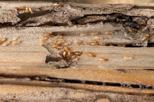  Frisco City, AL Pest Control Pros